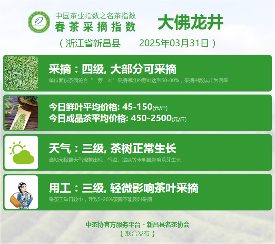 2025春茶季：六安瓜片开采