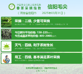 2025春茶季：六安瓜片开采