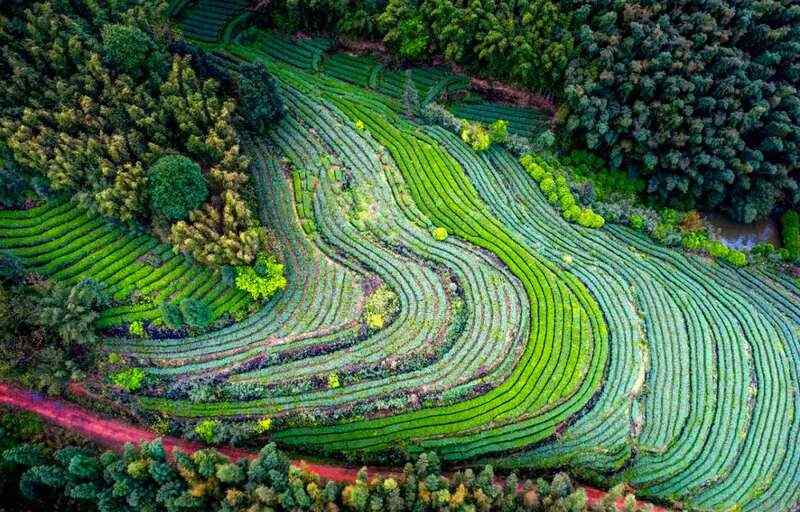 2025泸州·纳溪特早茶成都双会场盛典将于4月6日启幕