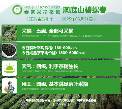 2025春茶季：六安瓜片开采