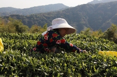 富溪镇岭后村：春茶采摘正当时，茶旅融合促振兴