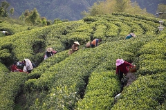 富溪镇岭后村：春茶采摘正当时，茶旅融合促振兴