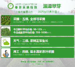 2025春茶季：六安瓜片开采