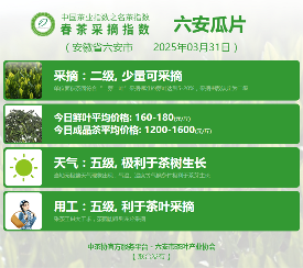 2025春茶季：六安瓜片开采