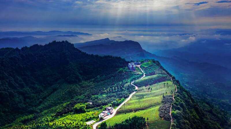 2025泸州·纳溪特早茶成都双会场盛典将于4月6日启幕