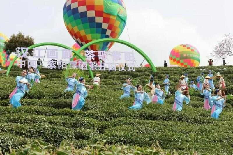 陕西紫阳26万亩富硒茶开园