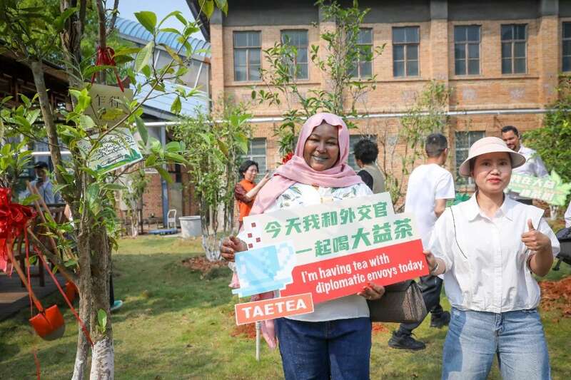 18国使节走进大益  共植友谊茶园，解码“茶香外交”的中国式浪漫