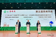 引八方茶客·品松溪茶韵——第五届茶商大会盛大开幕