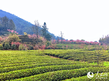 人民网：山村里的茶文章