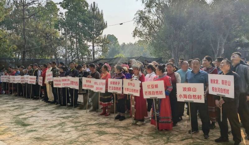 景谷县威远镇酸枣树茶正式开采