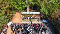 景谷县威远镇酸枣树茶正式开采