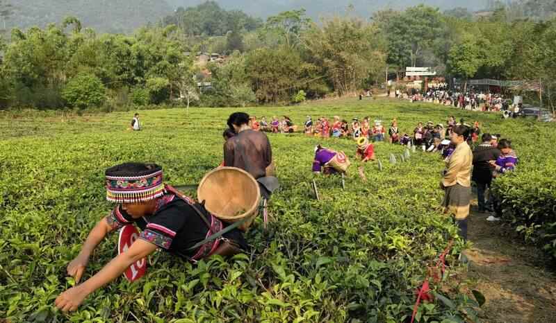 景谷县威远镇酸枣树茶正式开采