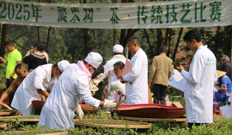 景谷县威远镇酸枣树茶正式开采
