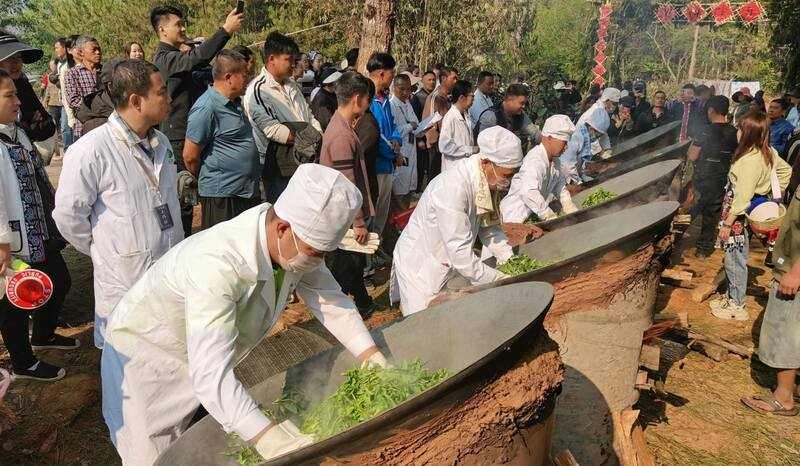 景谷县威远镇酸枣树茶正式开采