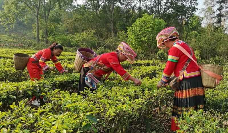 景谷县威远镇酸枣树茶正式开采