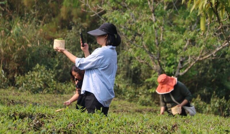 景谷县威远镇酸枣树茶正式开采