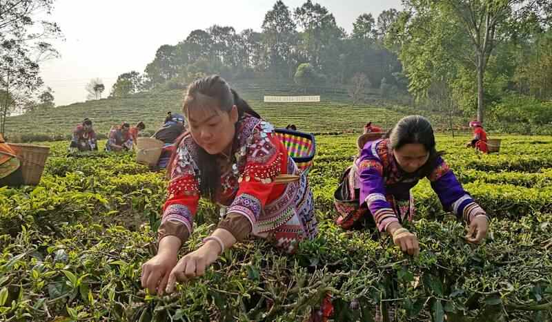 景谷县威远镇酸枣树茶正式开采