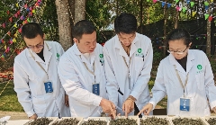 景谷县威远镇酸枣树茶正式开采