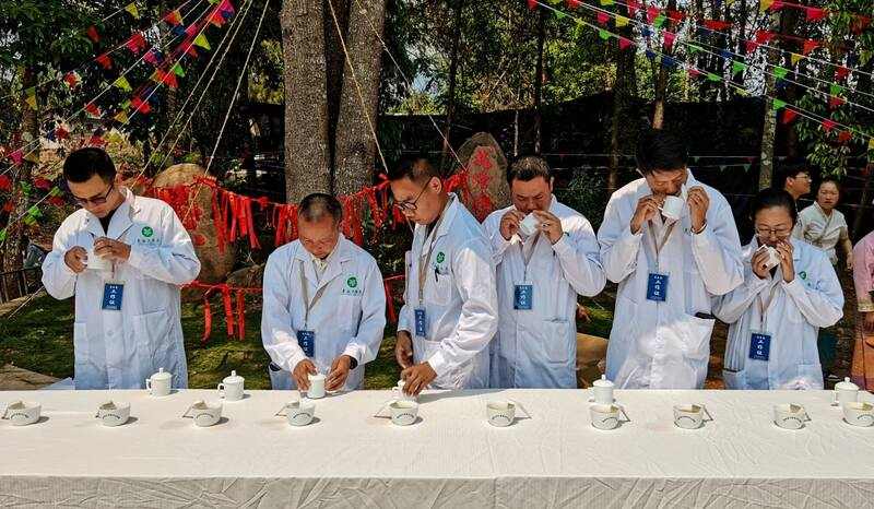 景谷县威远镇酸枣树茶正式开采