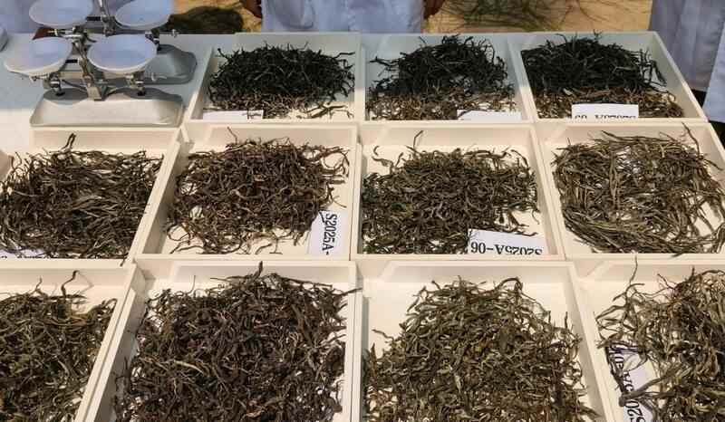 景谷县威远镇酸枣树茶正式开采