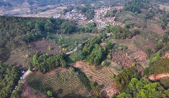 景谷县威远镇酸枣树茶正式开采