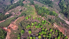 景谷县威远镇酸枣树茶正式开采