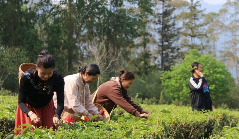 景谷县威远镇酸枣树茶正式开采