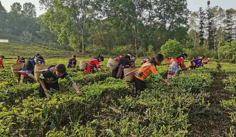 景谷县威远镇酸枣树茶正式开采