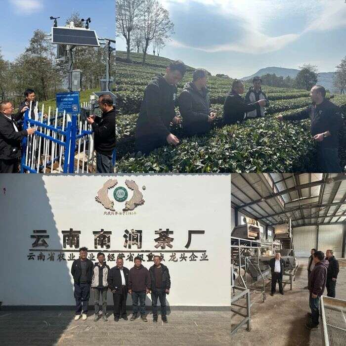 茶叶所科技赋能大理州茶产业高质量发展