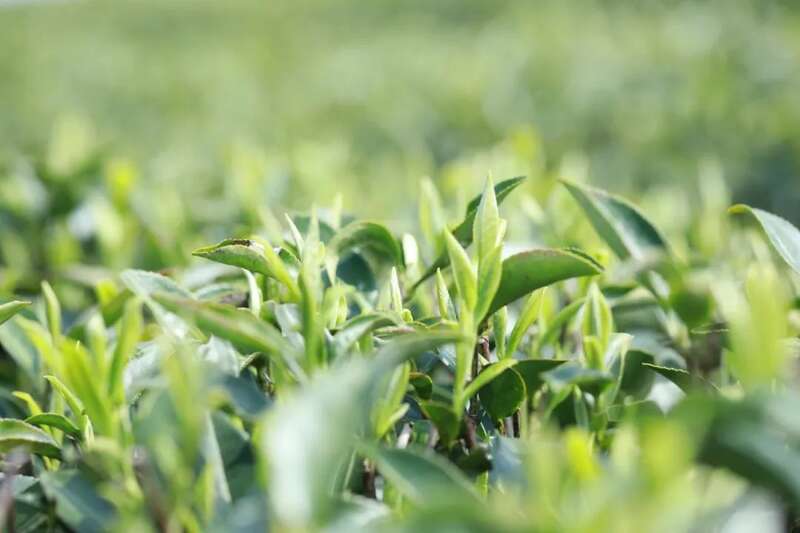 岁悦老陈皮白茶：8年岁月，酿成愉悦人心的小甜水