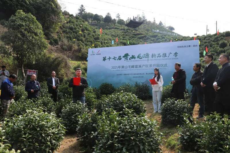 春茶采摘忙，第一波徽茶已陆续上市