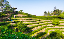 春茶采摘忙，第一波徽茶已陆续上市