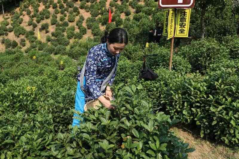 春茶采摘忙，第一波徽茶已陆续上市