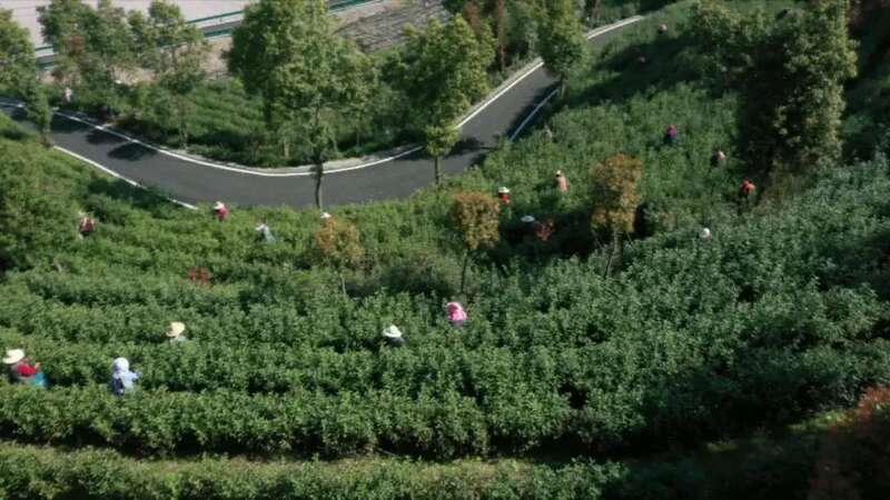 春茶采摘忙，第一波徽茶已陆续上市