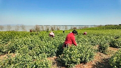 春茶采摘忙，第一波徽茶已陆续上市