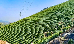 春茶采摘忙，第一波徽茶已陆续上市