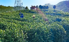 春茶采摘忙，第一波徽茶已陆续上市