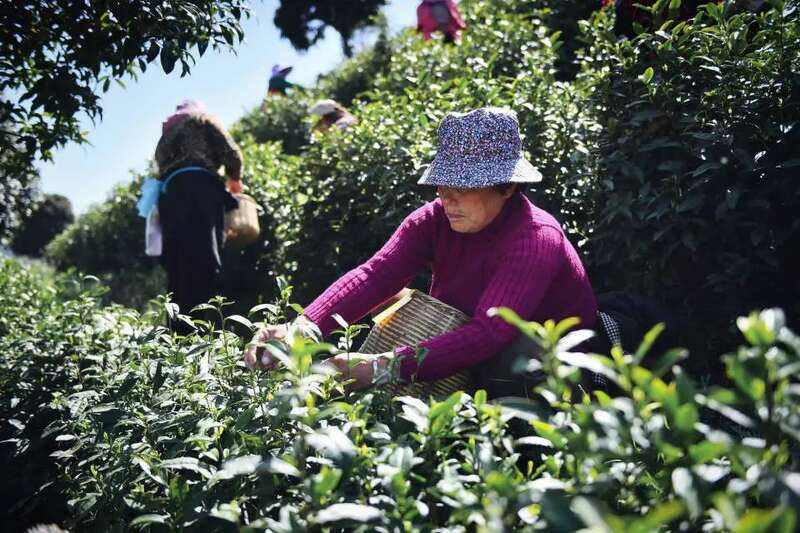 春茶采摘忙，第一波徽茶已陆续上市