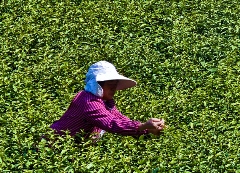 春茶采摘忙，第一波徽茶已陆续上市