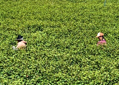 春茶采摘忙，第一波徽茶已陆续上市