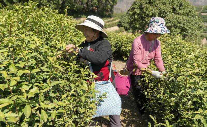 春茶采摘忙，第一波徽茶已陆续上市