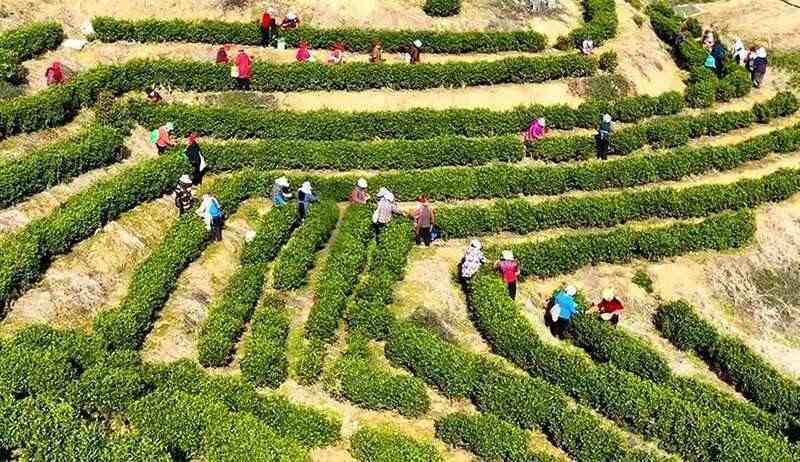 春茶采摘忙，第一波徽茶已陆续上市