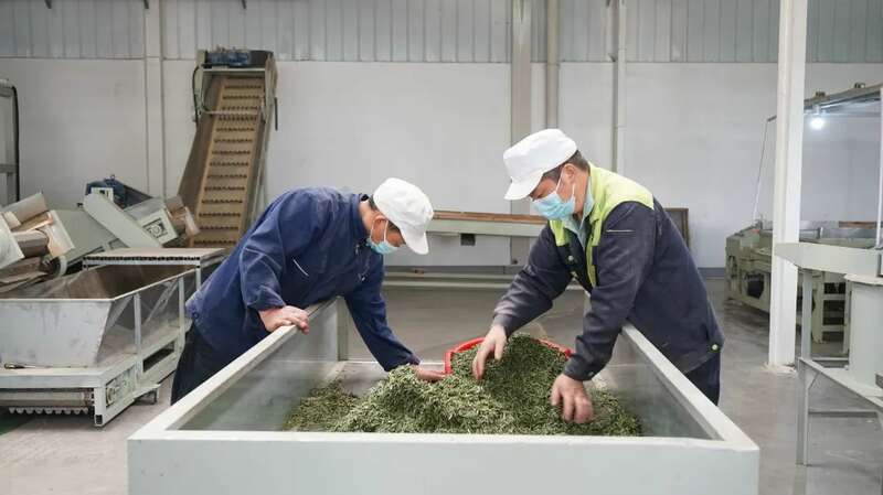 5.2亿元订单落地 茶企开足马力保交付！