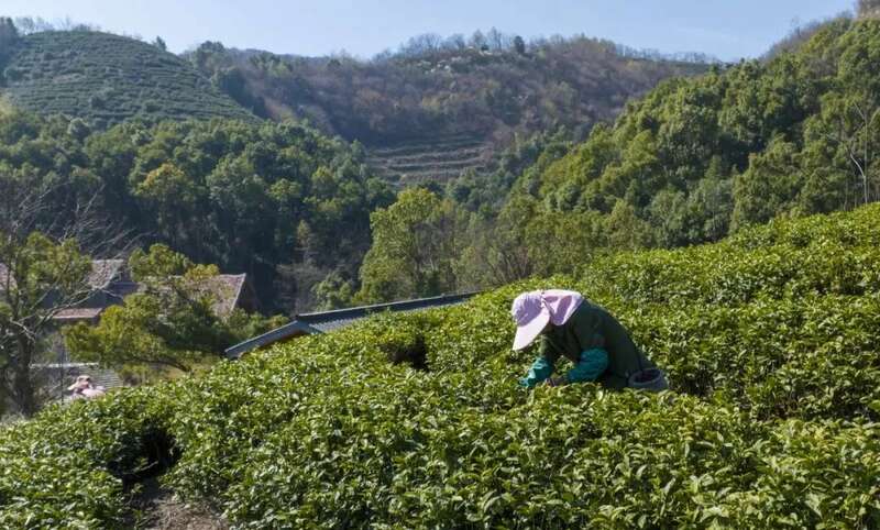 春茶采摘忙，第一波徽茶已陆续上市
