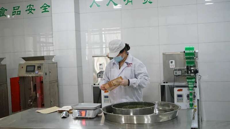 5.2亿元订单落地 茶企开足马力保交付！