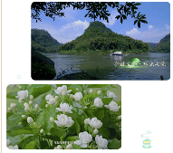 芬芳犍为茉莉花茶·香沁天下