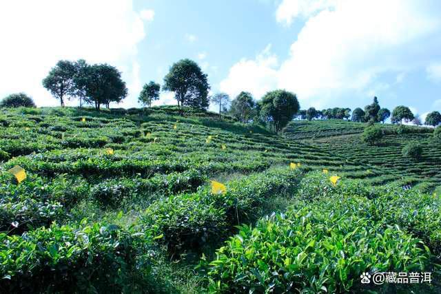 普洱茶价格差异巨大原因解析 山头树种品牌影响价格定位