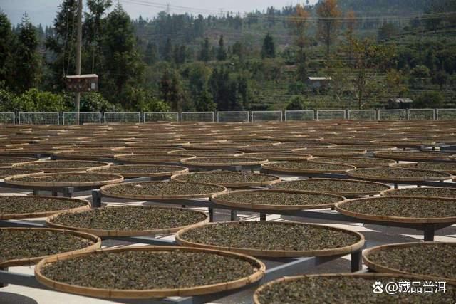 普洱茶存放技巧与选购指南：如何存出好茶的实用方法