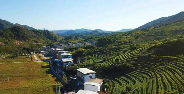 八闽山水育“地标”好茶