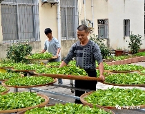 八闽山水育“地标”好茶
